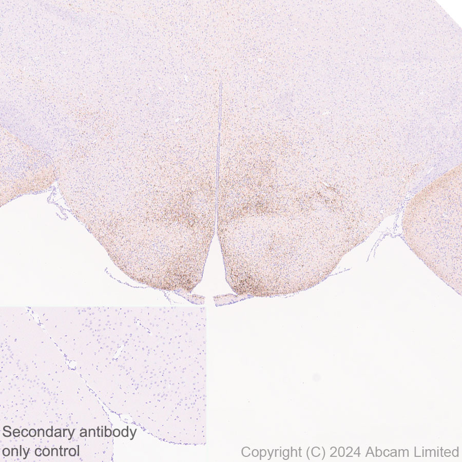 Immunohistochemistry (Formalin/PFA-fixed paraffin-embedded sections) - Anti-Neuropeptide Y antibody [RM1201] - BSA and Azide free (ab319116), expandable thumbnail