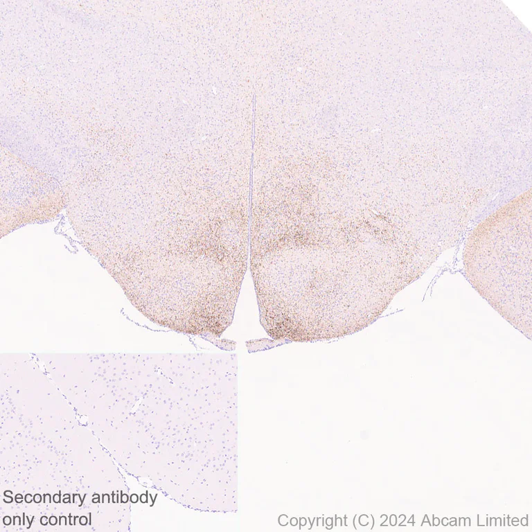 Immunohistochemistry (Formalin/PFA-fixed paraffin-embedded sections) - Anti-Neuropeptide Y antibody [RM1201] - BSA and Azide free (AB319116)