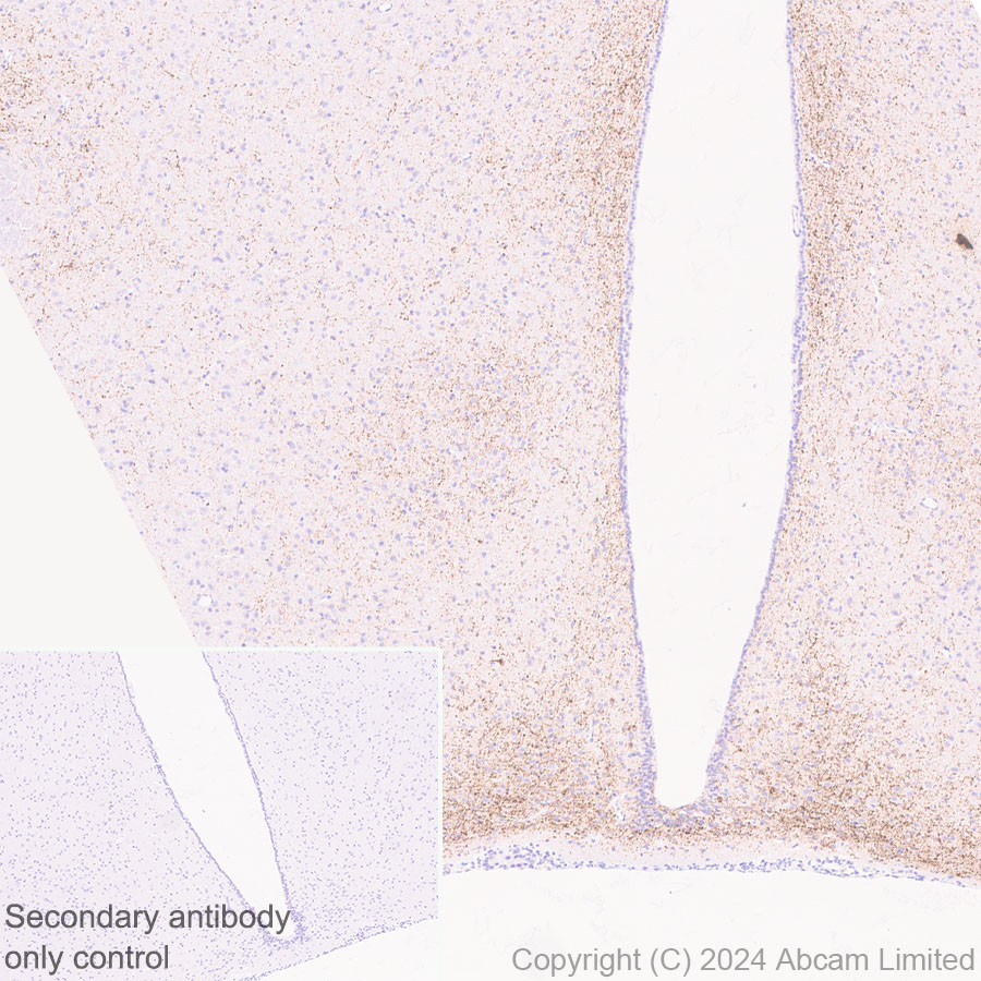 Immunohistochemistry (Formalin/PFA-fixed paraffin-embedded sections) - Anti-Neuropeptide Y antibody [RM1201] - BSA and Azide free (ab319116), expandable thumbnail
