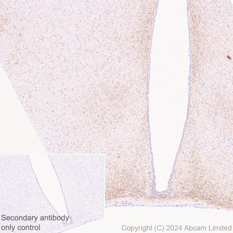 Immunohistochemistry (Formalin/PFA-fixed paraffin-embedded sections) - Anti-Neuropeptide Y antibody [RM1201] - BSA and Azide free (AB319116)