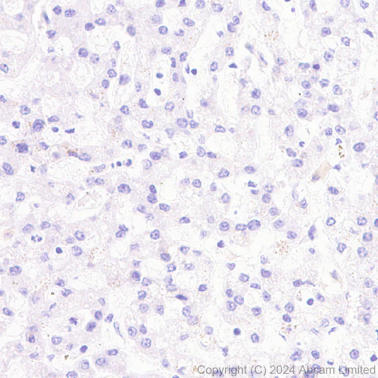 Immunohistochemistry (Formalin/PFA-fixed paraffin-embedded sections) - Anti-Neuropeptide Y antibody [RM1201] - BSA and Azide free (AB319116)