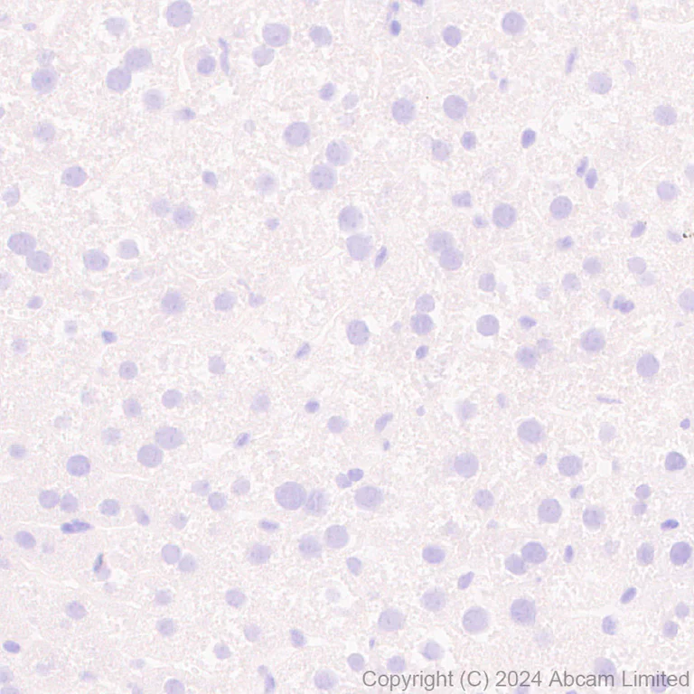 Immunohistochemistry (Formalin/PFA-fixed paraffin-embedded sections) - Anti-Neuropeptide Y antibody [RM1201] - BSA and Azide free (AB319116)