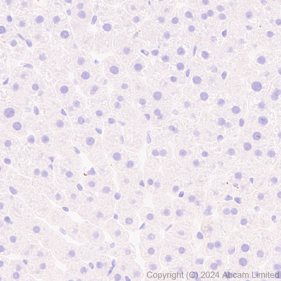 Immunohistochemistry (Formalin/PFA-fixed paraffin-embedded sections) - Anti-Neuropeptide Y antibody [RM1201] - BSA and Azide free (ab319116), expandable thumbnail