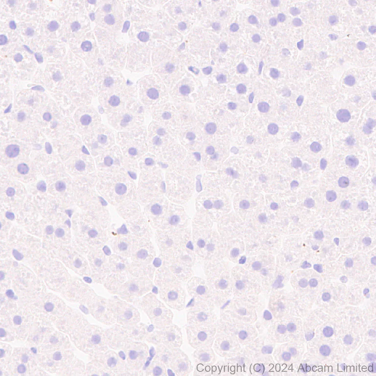 Immunohistochemistry (Formalin/PFA-fixed paraffin-embedded sections) - Anti-Neuropeptide Y antibody [RM1201] - BSA and Azide free (AB319116)