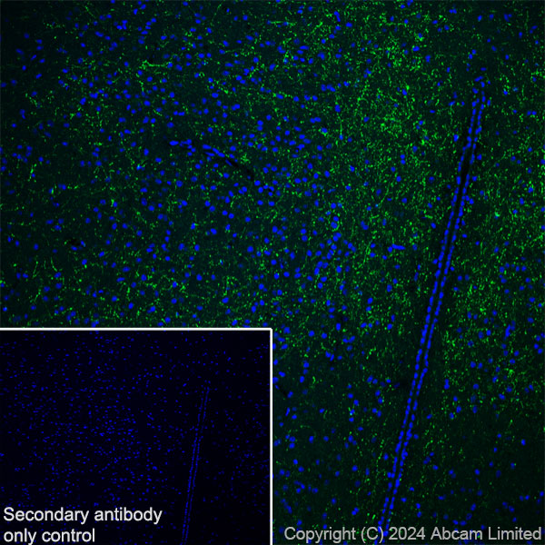 Immunohistochemistry (Frozen sections) - Anti-Neuropeptide Y antibody [RM1201] - BSA and Azide free (AB319116), expandable thumbnail