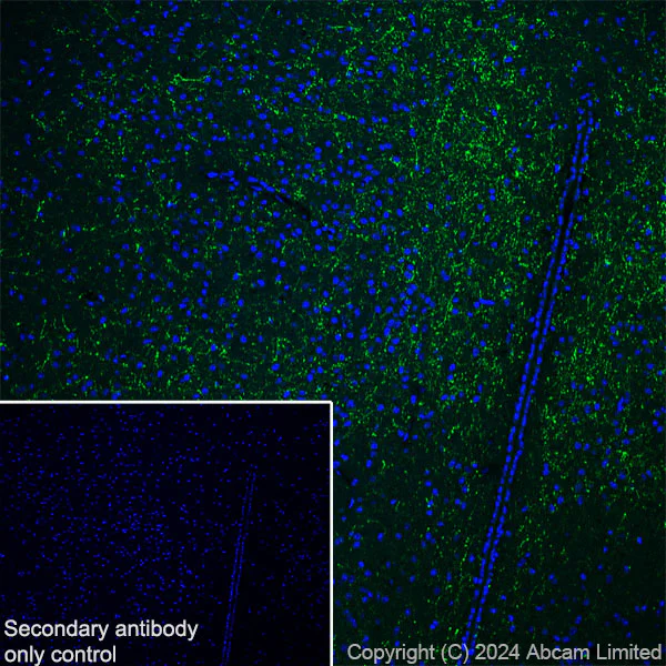 Immunohistochemistry (Frozen sections) - Anti-Neuropeptide Y antibody [RM1201] - BSA and Azide free (AB319116)