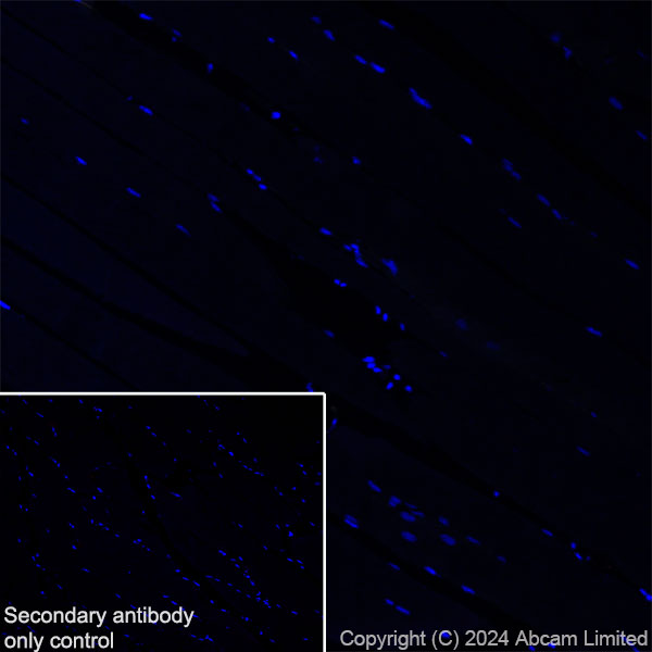 Immunohistochemistry (Frozen sections) - Anti-Neuropeptide Y antibody [RM1201] - BSA and Azide free (AB319116), expandable thumbnail