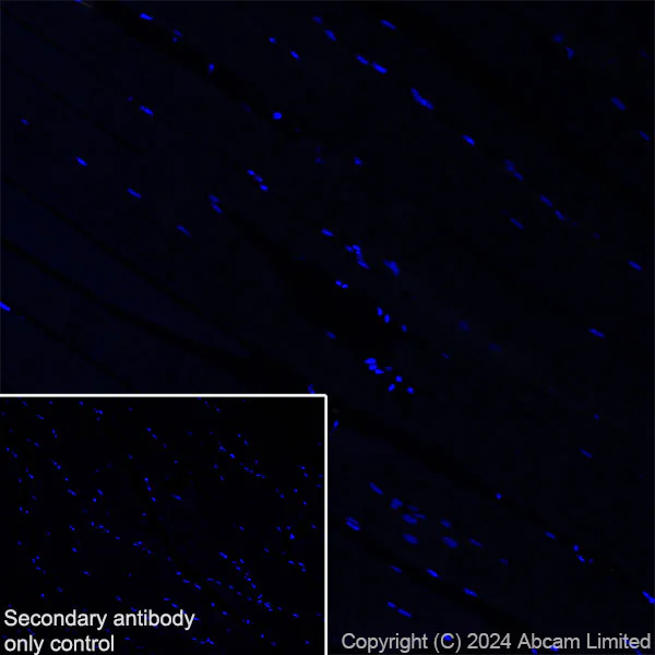 Immunohistochemistry (Frozen sections) - Anti-Neuropeptide Y antibody [RM1201] - BSA and Azide free (AB319116)