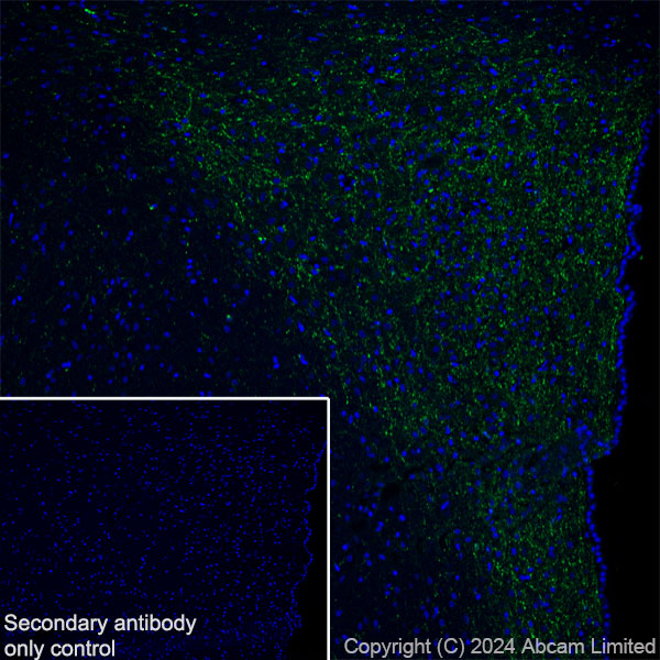 Immunohistochemistry (Frozen sections) - Anti-Neuropeptide Y antibody [RM1201] - BSA and Azide free (AB319116), expandable thumbnail