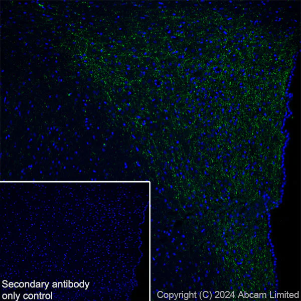 Immunohistochemistry (Frozen sections) - Anti-Neuropeptide Y antibody [RM1201] - BSA and Azide free (AB319116)