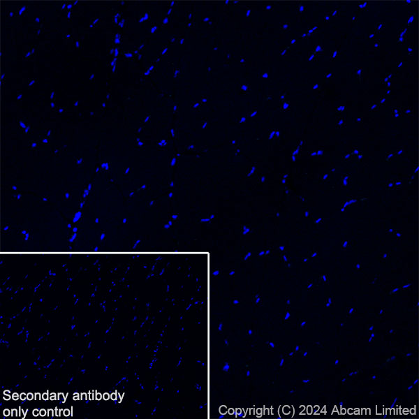 Immunohistochemistry (Frozen sections) - Anti-Neuropeptide Y antibody [RM1201] - BSA and Azide free (AB319116), expandable thumbnail