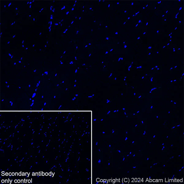 Immunohistochemistry (Frozen sections) - Anti-Neuropeptide Y antibody [RM1201] - BSA and Azide free (AB319116)