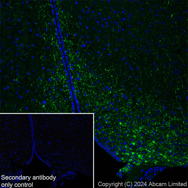 Immunohistochemistry (Frozen sections) - Anti-Neuropeptide Y antibody [RM1201] - BSA and Azide free (AB319116), expandable thumbnail