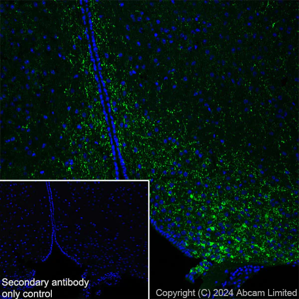 Immunohistochemistry (Frozen sections) - Anti-Neuropeptide Y antibody [RM1201] - BSA and Azide free (AB319116)
