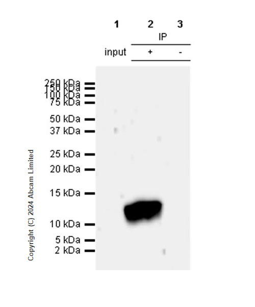 Immunoprecipitation - Anti-Neuropeptide Y antibody [RM1201] - BSA and Azide free (ab319116), expandable thumbnail