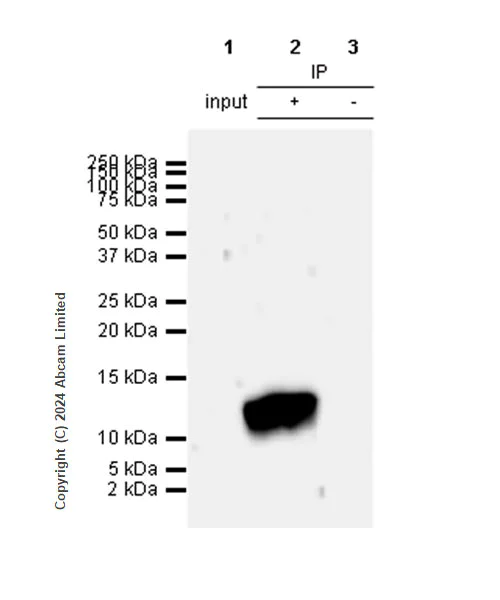 Immunoprecipitation - Anti-Neuropeptide Y antibody [RM1201] - BSA and Azide free (AB319116)
