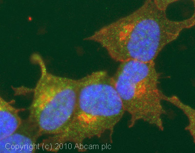 Immunocytochemistry/ Immunofluorescence - Anti-Neuropilin 1 antibody (AB25998)