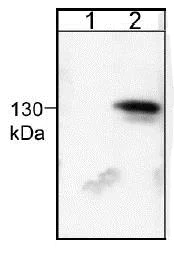 Western blot - Anti-Neuropilin 1 antibody (AB25998)