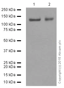 Western blot - Anti-Neuropilin 1 antibody [EPR3113] (AB81321)