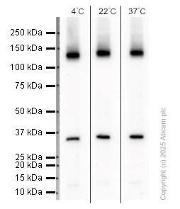Western blot - Anti-Neuropilin 1 antibody [EPR3113] (AB81321)