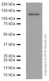 Western blot - Anti-Neuropilin 1 antibody [EPR3113] (ab81321), expandable thumbnail