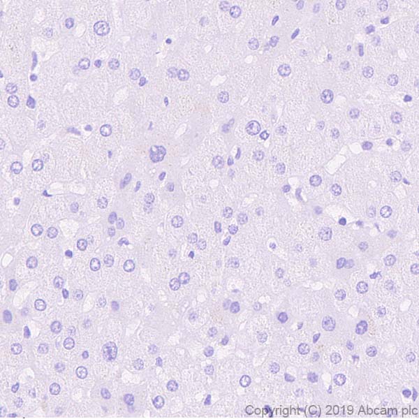 Immunohistochemistry (Formalin/PFA-fixed paraffin-embedded sections) - Anti-Neuroserpin antibody [EPR23329-221] (AB269277)