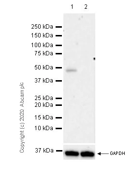 Western blot - Anti-Neuroserpin antibody [EPR23329-221] (AB269277)