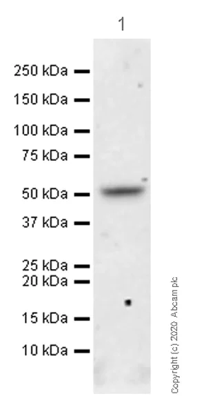 Western blot - Anti-Neuroserpin antibody [EPR23329-221] (AB269277)