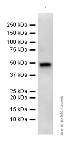 Western blot - Anti-Neuroserpin antibody [EPR23329-221] (AB269277)
