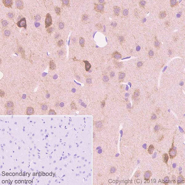 Immunohistochemistry (Formalin/PFA-fixed paraffin-embedded sections) - Anti-Neuroserpin antibody [EPR23329-221] - BSA and Azide free (AB270403)