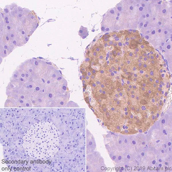 Immunohistochemistry (Formalin/PFA-fixed paraffin-embedded sections) - Anti-Neuroserpin antibody [EPR23329-221] - BSA and Azide free (AB270403)