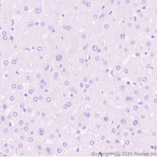 Immunohistochemistry (Formalin/PFA-fixed paraffin-embedded sections) - Anti-Neuroserpin antibody [EPR23329-221] - BSA and Azide free (AB270403)