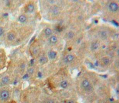 Immunohistochemistry (Formalin/PFA-fixed paraffin-embedded sections) - Anti-Neurotensin antibody (AB233107)