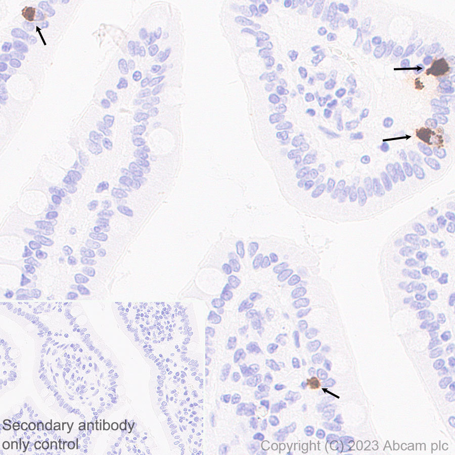 Immunohistochemistry (Formalin/PFA-fixed paraffin-embedded sections) - Anti-Neurotensin antibody [EPR27180-62] - BSA and Azide free (ab308303), expandable thumbnail