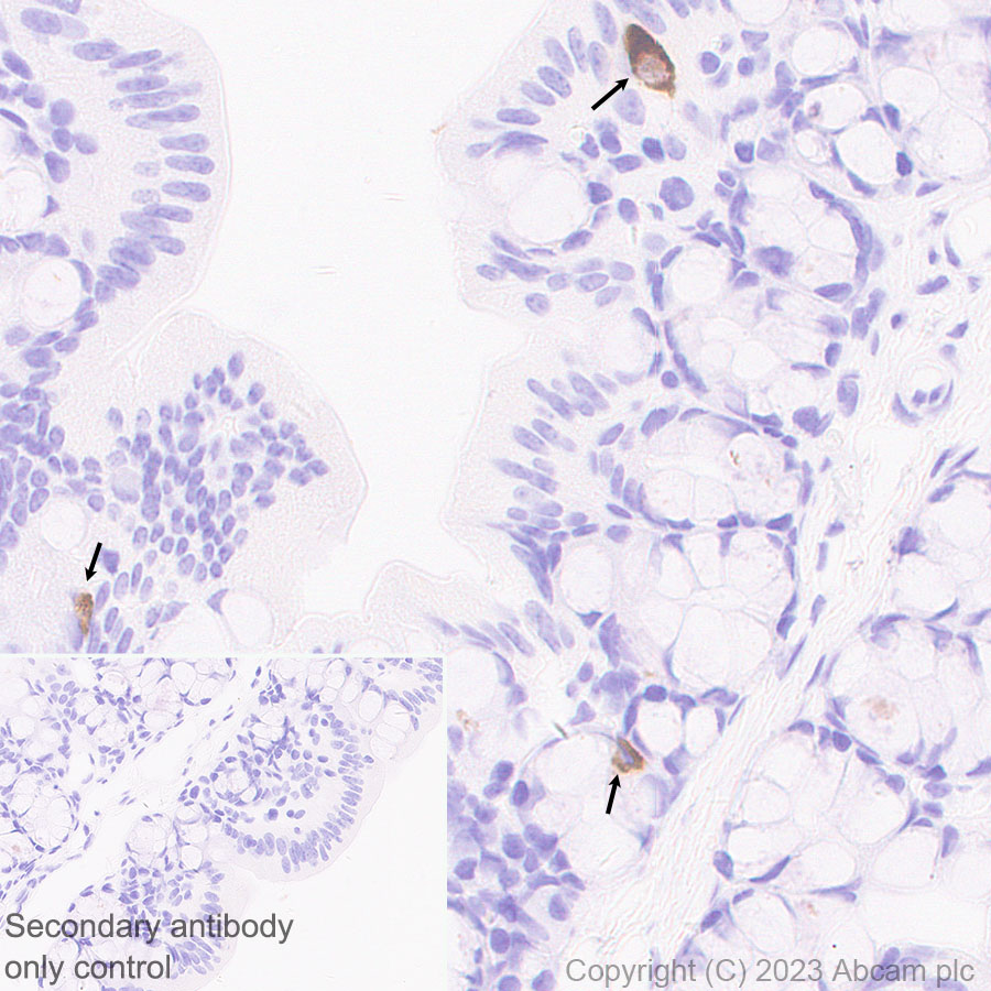 Immunohistochemistry (Formalin/PFA-fixed paraffin-embedded sections) - Anti-Neurotensin antibody [EPR27180-62] - BSA and Azide free (AB308303), expandable thumbnail
