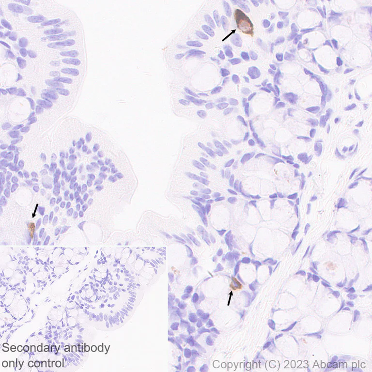 Immunohistochemistry (Formalin/PFA-fixed paraffin-embedded sections) - Anti-Neurotensin antibody [EPR27180-62] - BSA and Azide free (AB308303)