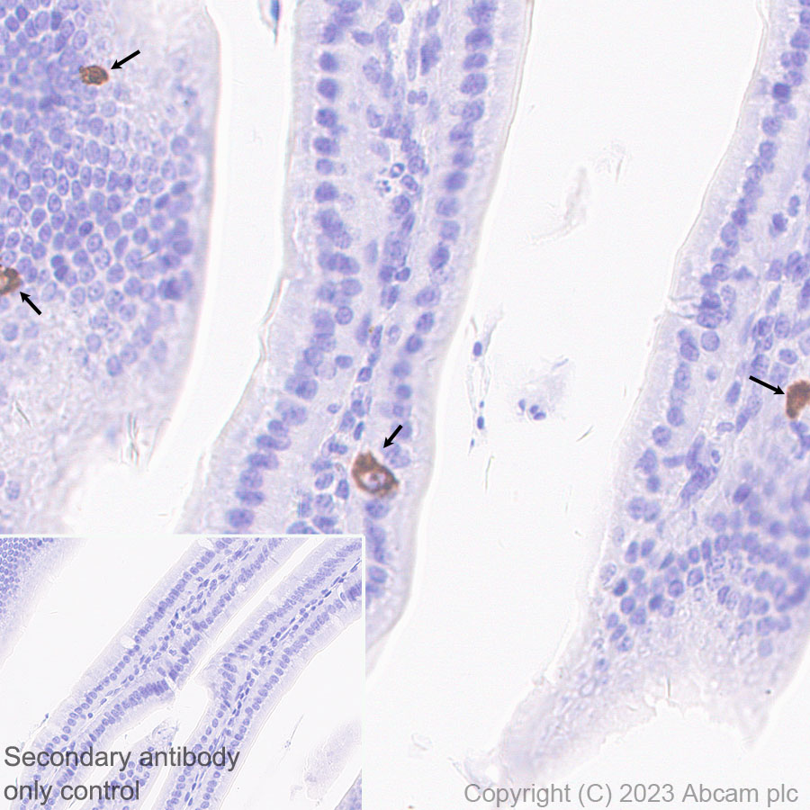 Immunohistochemistry (Formalin/PFA-fixed paraffin-embedded sections) - Anti-Neurotensin antibody [EPR27180-62] - BSA and Azide free (AB308303), expandable thumbnail