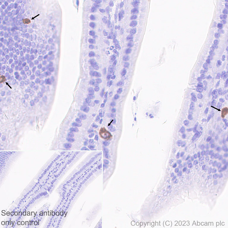 Immunohistochemistry (Formalin/PFA-fixed paraffin-embedded sections) - Anti-Neurotensin antibody [EPR27180-62] - BSA and Azide free (AB308303)