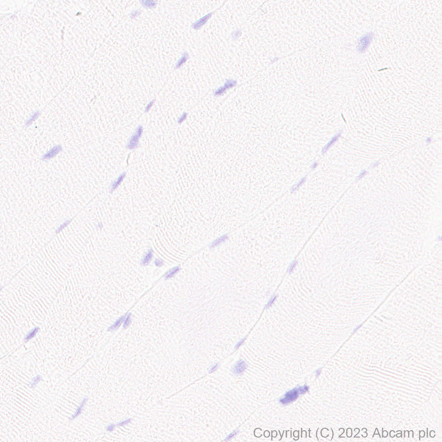 Immunohistochemistry (Formalin/PFA-fixed paraffin-embedded sections) - Anti-Neurotensin antibody [EPR27180-62] - BSA and Azide free (AB308303), expandable thumbnail
