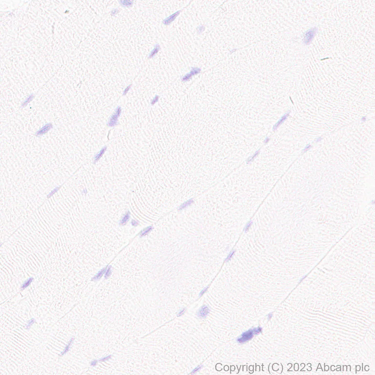 Immunohistochemistry (Formalin/PFA-fixed paraffin-embedded sections) - Anti-Neurotensin antibody [EPR27180-62] - BSA and Azide free (AB308303)