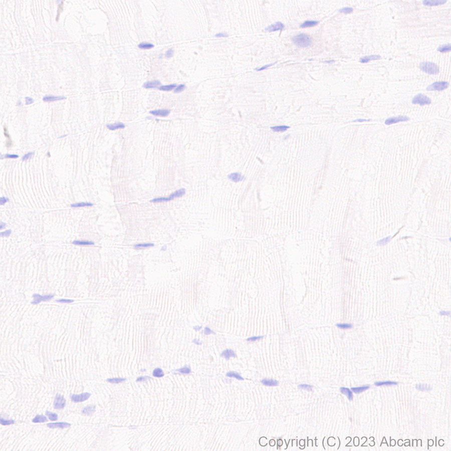 Immunohistochemistry (Formalin/PFA-fixed paraffin-embedded sections) - Anti-Neurotensin antibody [EPR27180-62] - BSA and Azide free (AB308303), expandable thumbnail