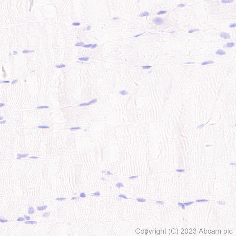 Immunohistochemistry (Formalin/PFA-fixed paraffin-embedded sections) - Anti-Neurotensin antibody [EPR27180-62] - BSA and Azide free (AB308303)