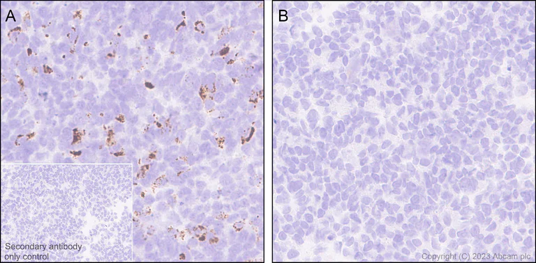 Immunohistochemistry (Formalin/PFA-fixed paraffin-embedded sections) - Anti-Neurotensin antibody [EPR27180-62] - BSA and Azide free (AB308303)