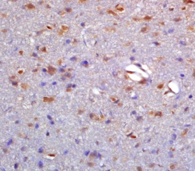 Immunohistochemistry (Formalin/PFA-fixed paraffin-embedded sections) - Anti-Neurotensin Receptor 1/NTSR1 antibody (AB217134)