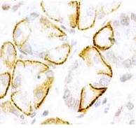 Immunohistochemistry (Formalin/PFA-fixed paraffin-embedded sections) - Anti-Neurotensin Receptor 2 antibody (AB48273)