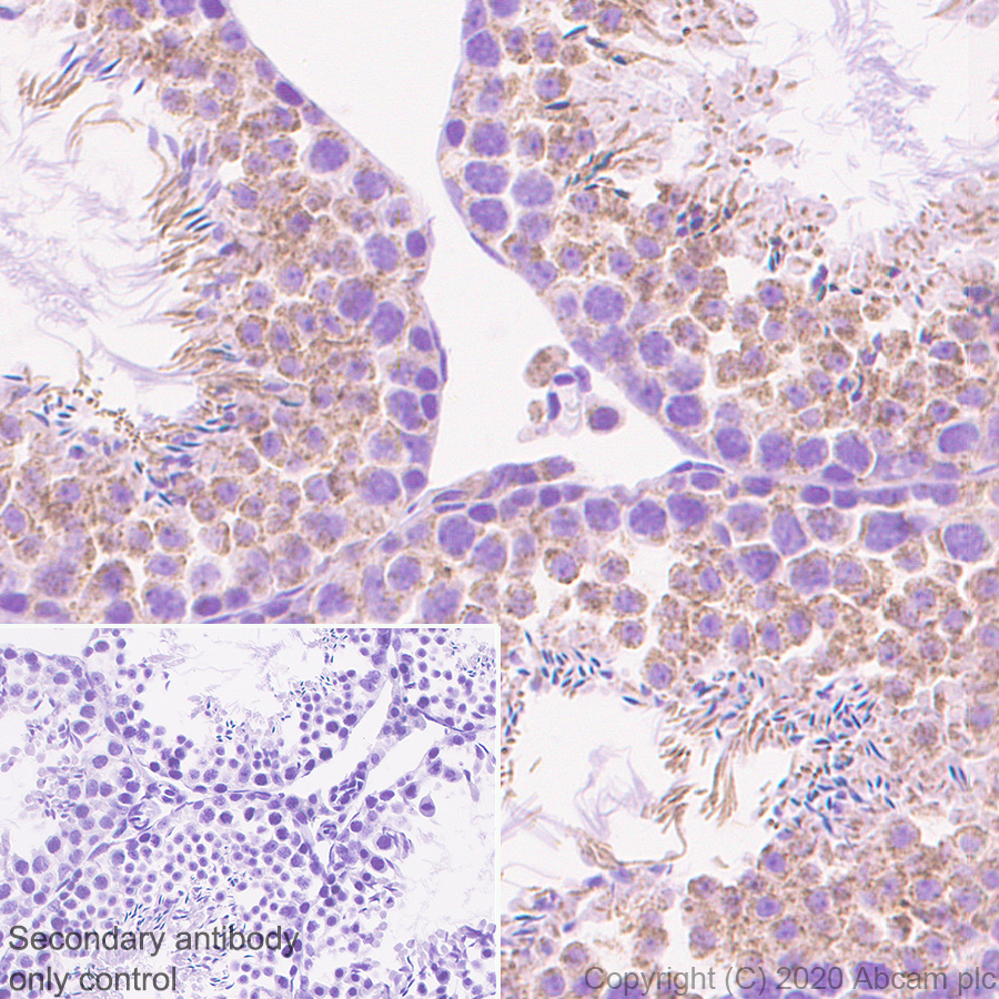 Immunohistochemistry (Formalin/PFA-fixed paraffin-embedded sections) - Anti-Neurturin antibody [EPR23301-10] (AB274417)