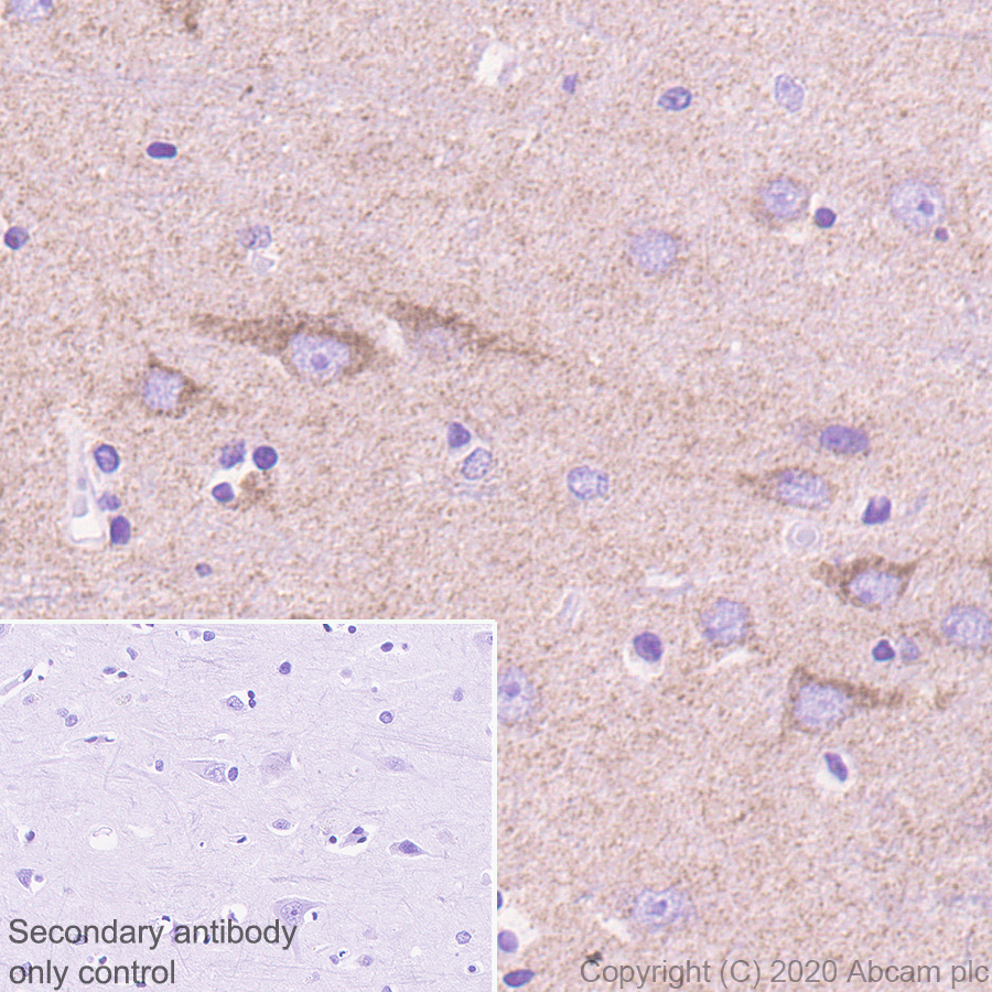 Immunohistochemistry (Formalin/PFA-fixed paraffin-embedded sections) - Anti-Neurturin antibody [EPR23301-10] (AB274417)