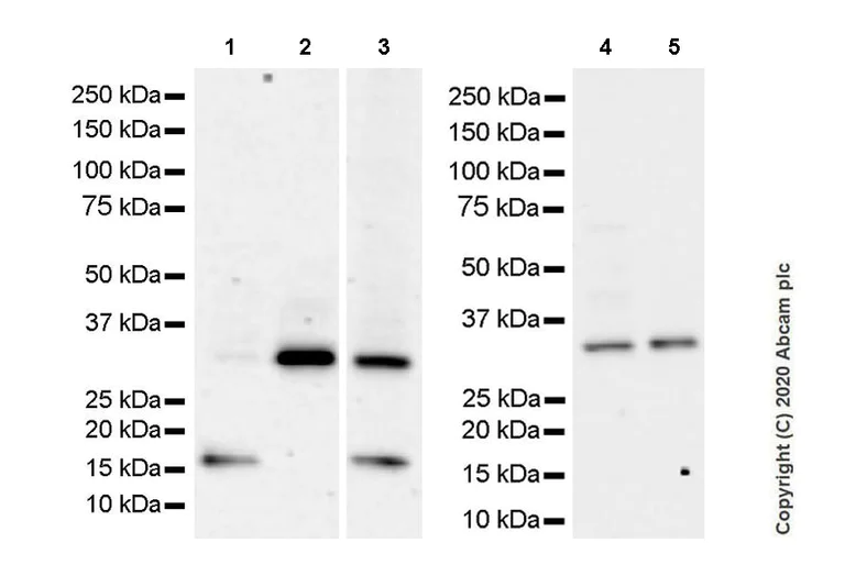 Western blot - Anti-Neurturin antibody [EPR23301-10] (AB274417)