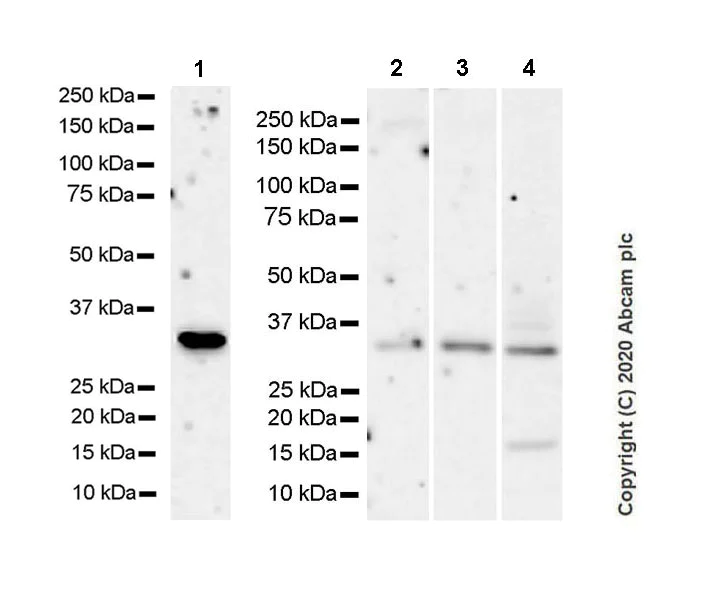 Western blot - Anti-Neurturin antibody [EPR23301-10] (AB274417)