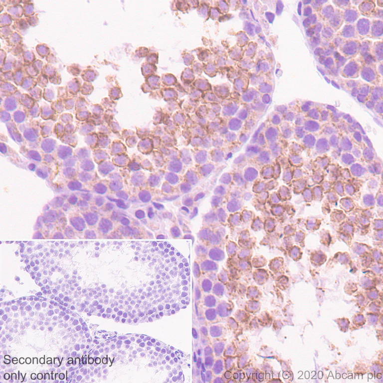 Immunohistochemistry (Formalin/PFA-fixed paraffin-embedded sections) - Anti-Neurturin antibody [EPR23301-10] - BSA and Azide free (AB274426)